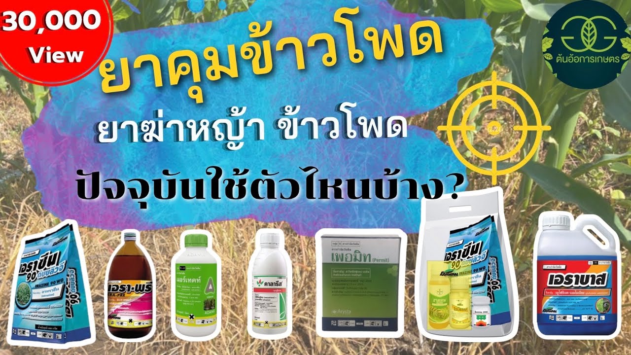 ยาคุมข้าวโพด ยาฆ่าหญ้า ข้าวโพด มีตัวไหนบ้าง | ตั้งแต่หยอดจนถึงโต