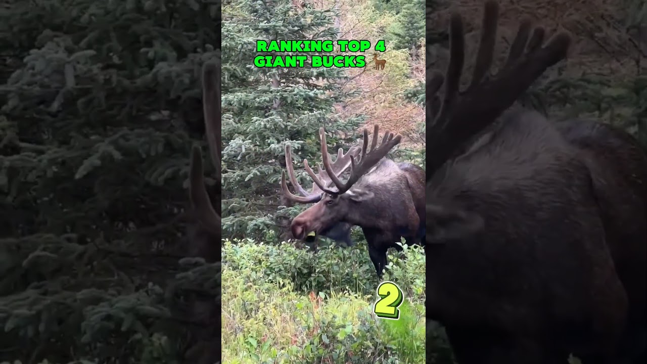 RANKING TOP 4 GIANT BUCKS #hunting #deer #buck #giantbucks #giantanimals #buckhunting