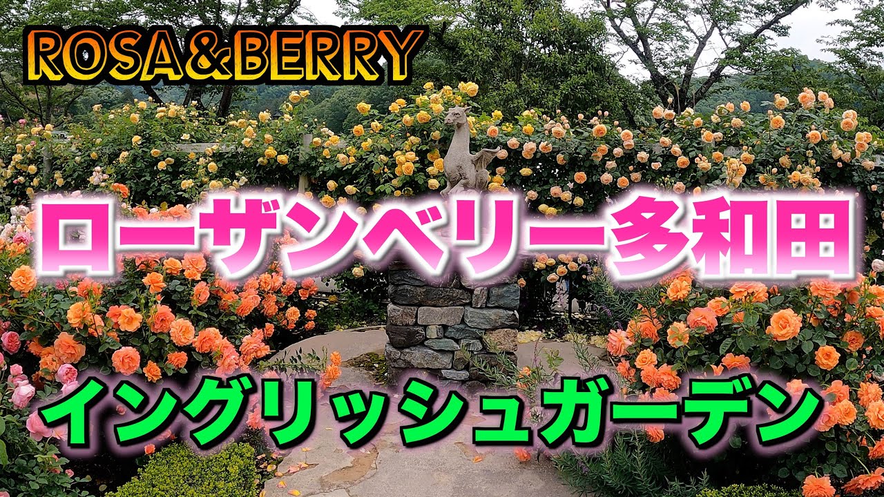 🇯🇵ローザンベリー多和田   ENGLISH GARDEN  ROSA & BERRY