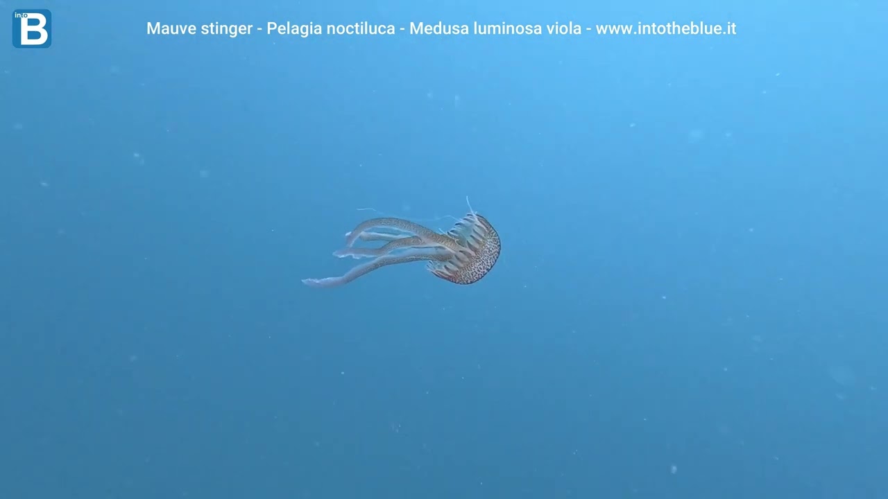 Pelagia noctiluca Medusa luminosa viola Mauve stinger intotheblue.it