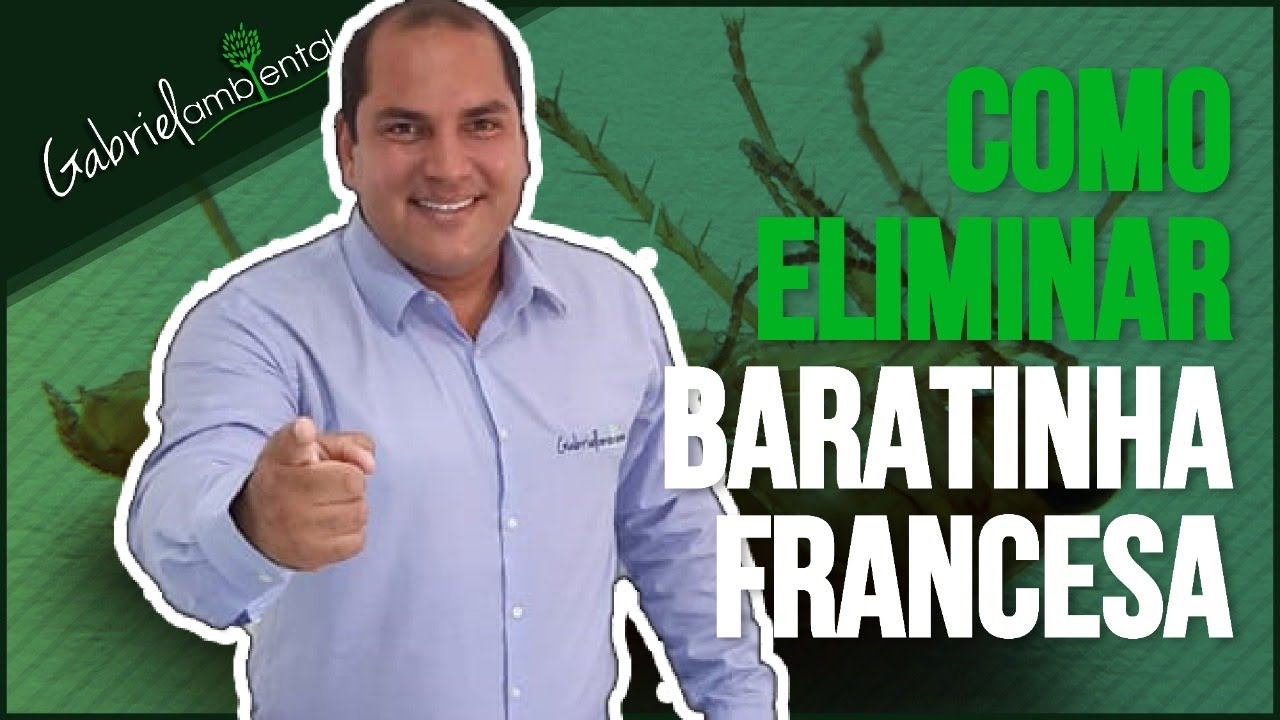 Como Eliminar Barata Francesinha - Blatella Germanica | Gabriel Ambiental