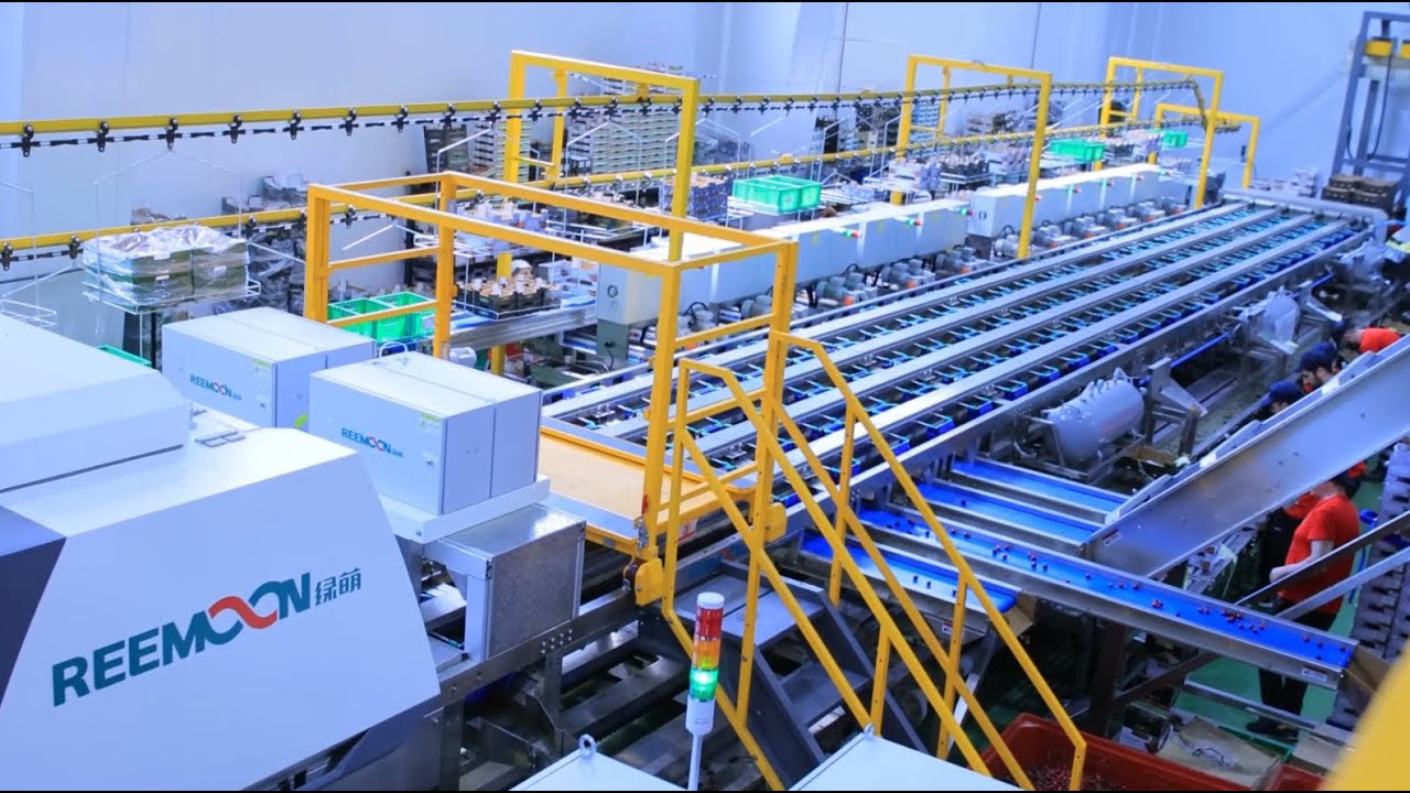 Reemoon Sorting Solutions: Precision. Consistency. Superior Quality.