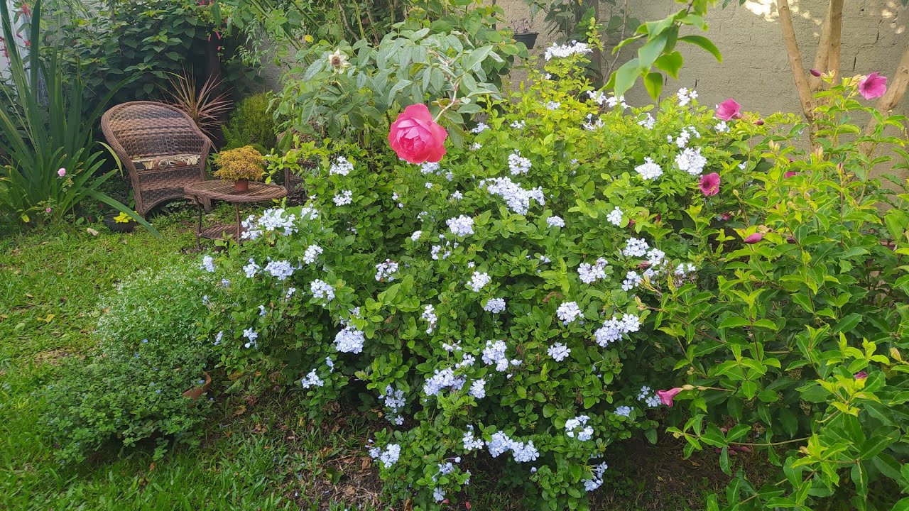 Bela Emília, Lindas Flores Azuis