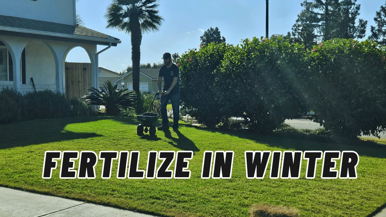 Do You Fertilize Evergreen Lawns In Winter?