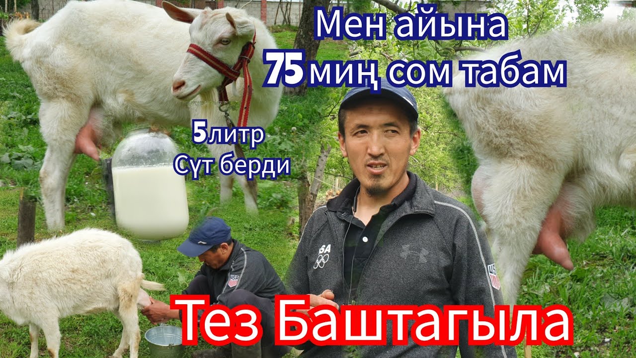 Сүт  Багытында  Эчки  Сатып  200  Миң  Киреше  Таптым  Тез  Баштаң