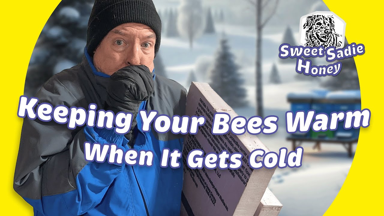 Winterizing Your Beehives: Insulation Tips & Techniques for Healthier Bees
