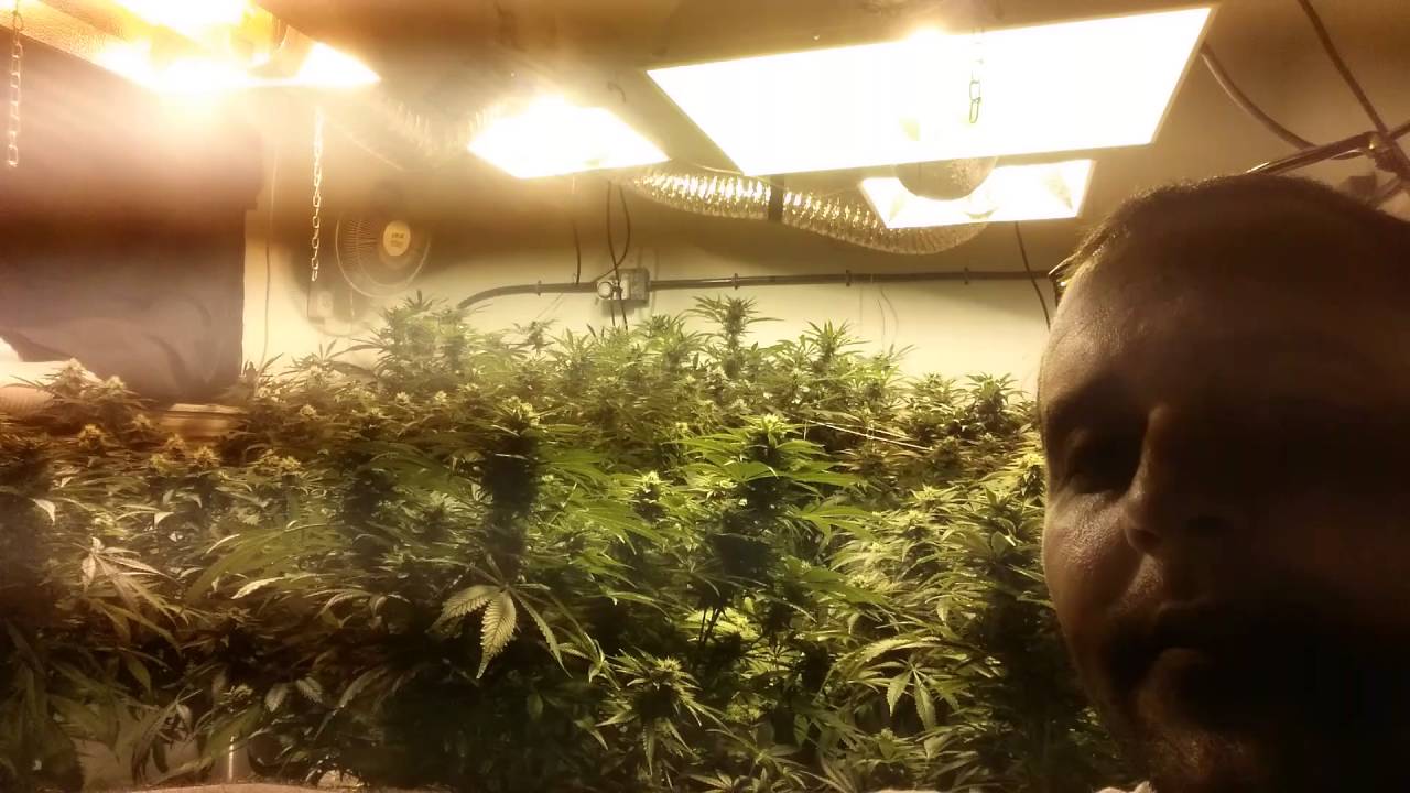 Grow huge Buds