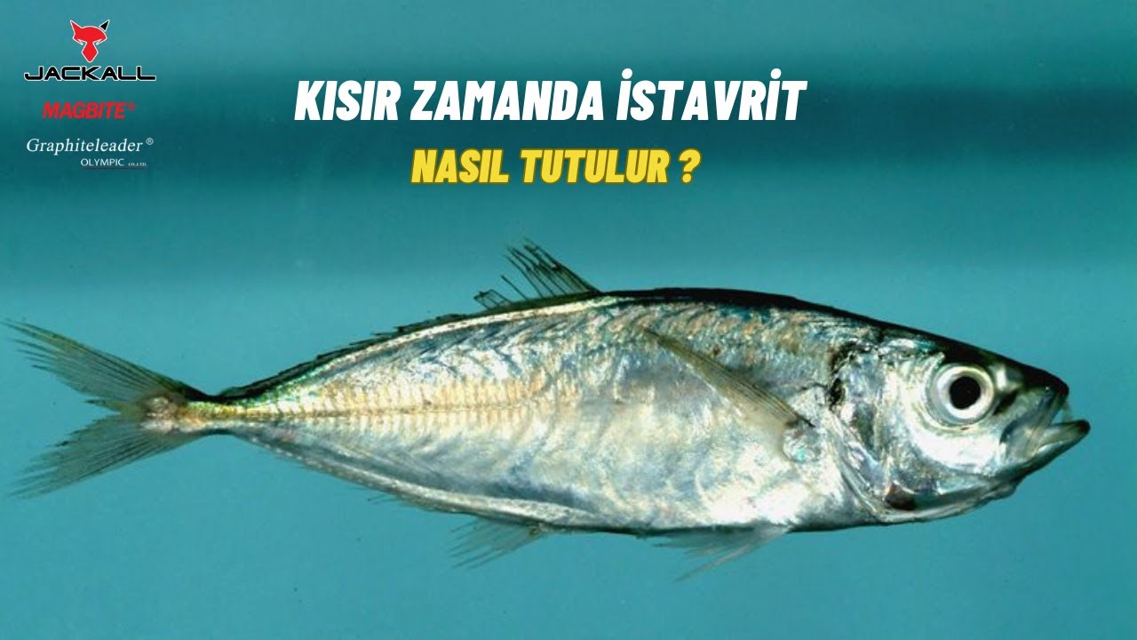 İSTAVRİT AVINDA AKSİYON NASIL OLMALI ? İSTAVRİT AVI !!