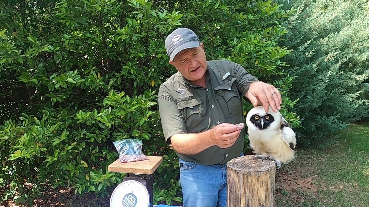 Feeding a young owl.  The Spectacled owl.