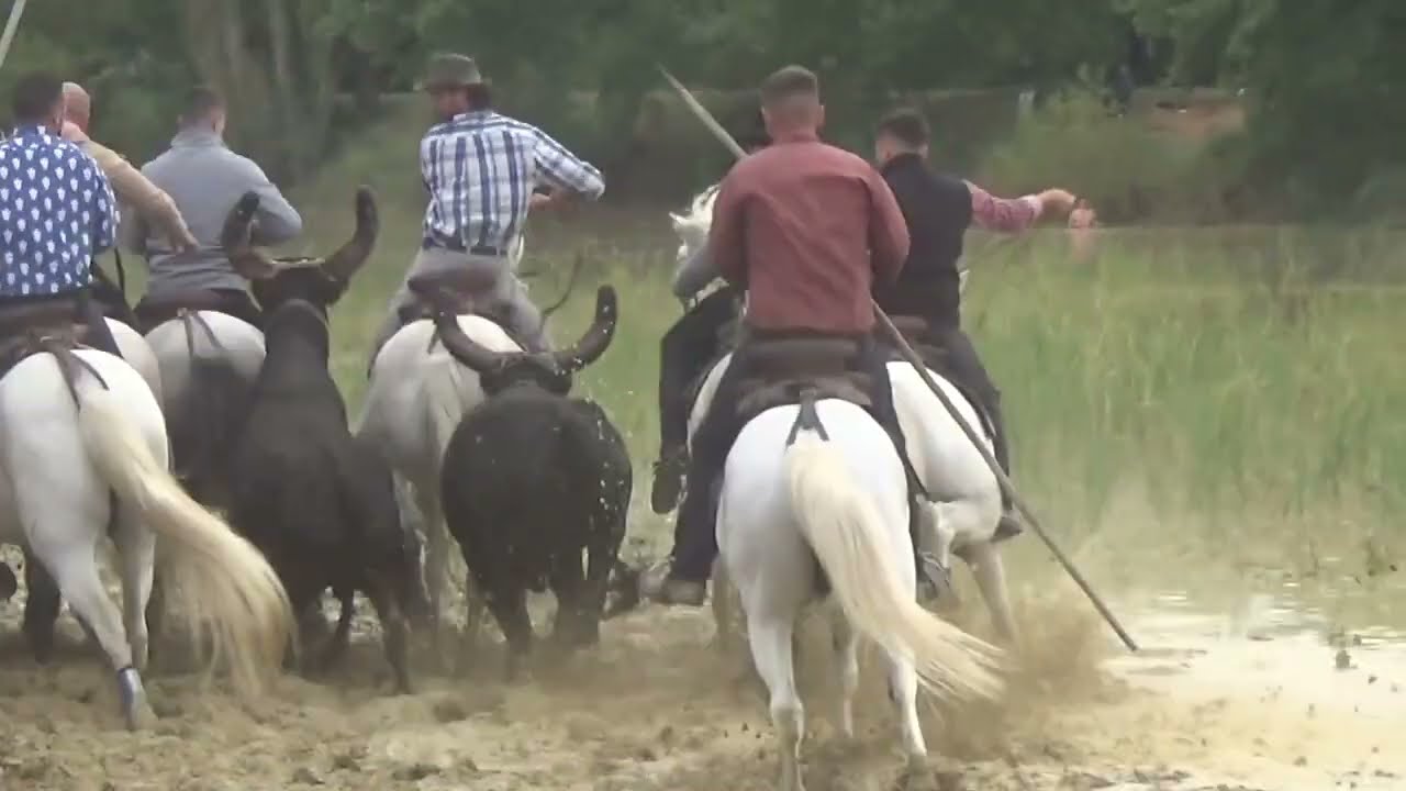 28 Septembre 2025 Bandido Gase Manade Devaux Au Lac De St. Maurice De Cazevieille 