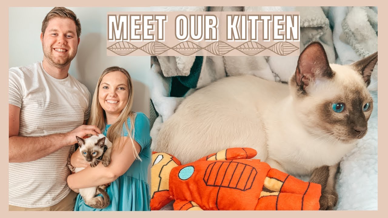 MEET OUR KITTEN | First Day, Kitten Tips, Tonkinese Cat