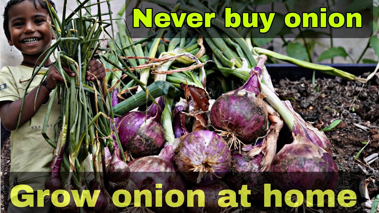 Never buy onions again | Easy way to grow onion at home | seeds to harvest