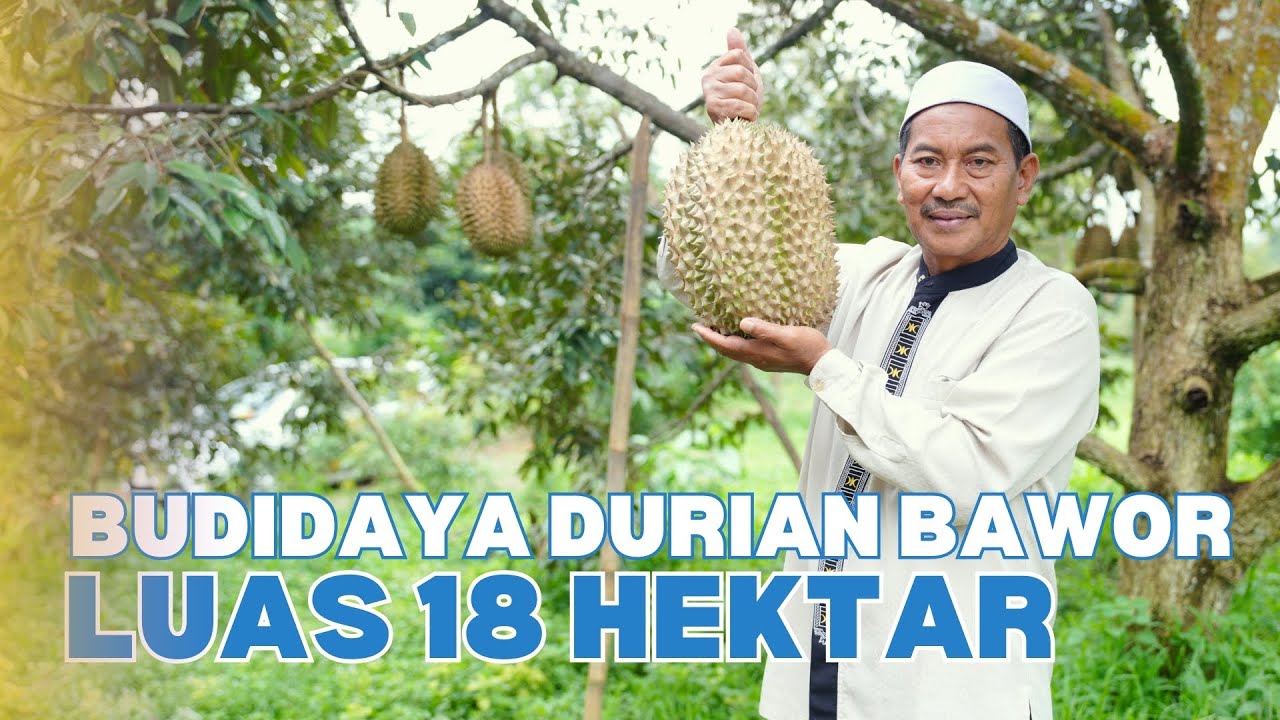 CERITA HAJI LIS MERANTAU DAN JADI PEMBANTU, KINI SUKSES BERTANI DURIAN BAWOR DENGAN RIBUAN POHON