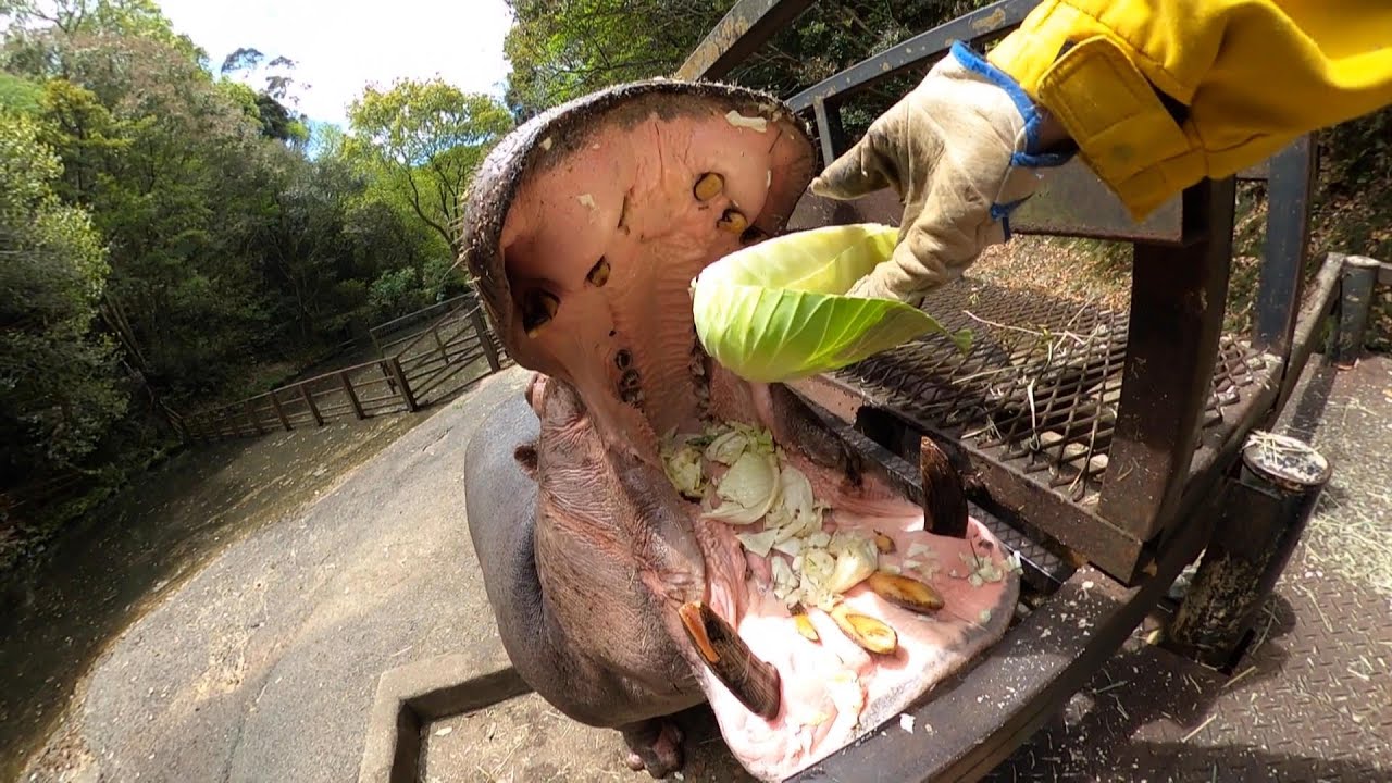 カバにキャベツをあげまくってみた Feeding Hippo