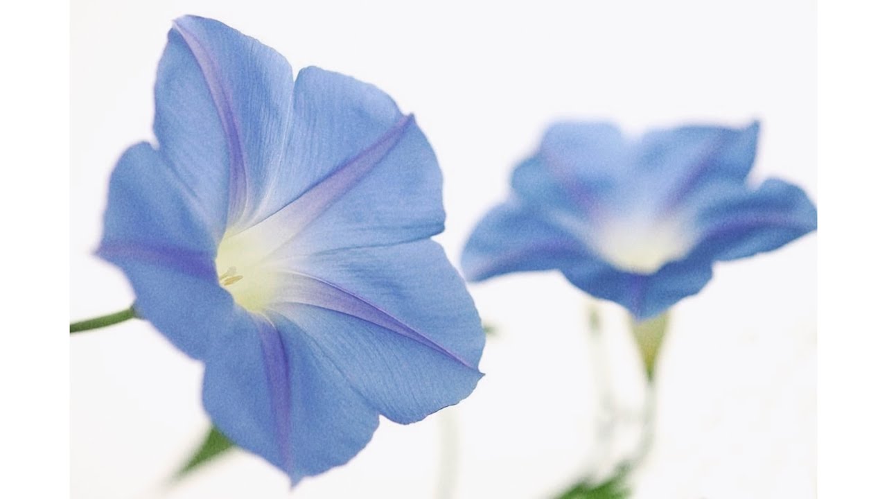 plαчlíst ❂ 7月 모닝글로리