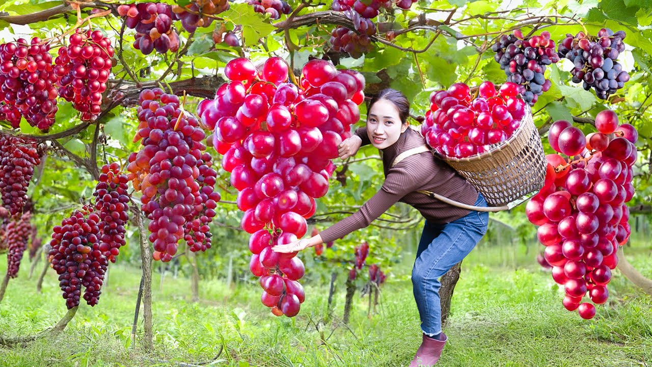 Harvest Purple Grapes on the Farm & Selling at market,Recipe for marinating purple grapes with sugar