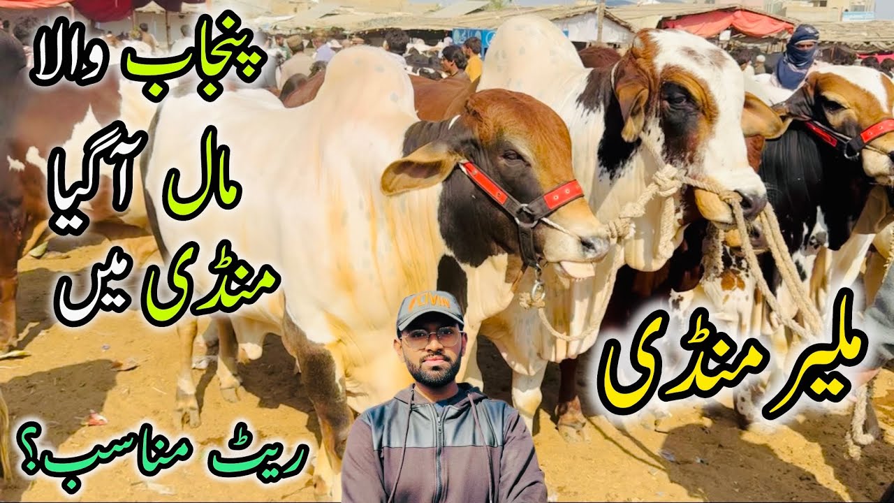 Malir Mandi Karachi Latest Rates Update | 16 December 2025 | Uzair Cattle Farm