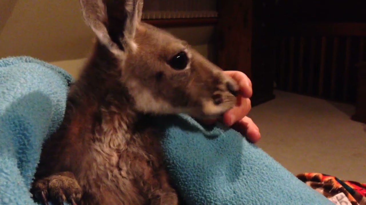 Cosying up with Nigel, June 26, 2015. Eden Hills. South Australia. 