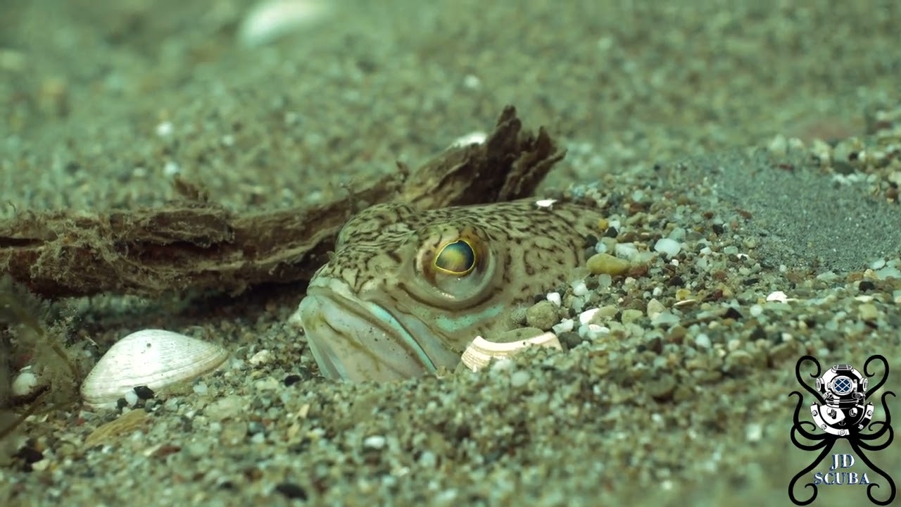 4K Close up of a Greater weever fish (Trachinus draco) off the Welsh coast