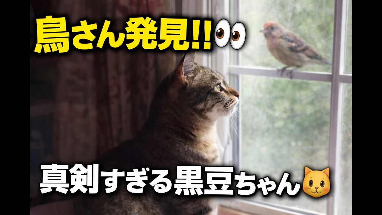 鳥さん発見👀✨ イケメン猫・黒豆ちゃんの真剣なまなざしと、日向ぼっこでとろける午後🐱☀️