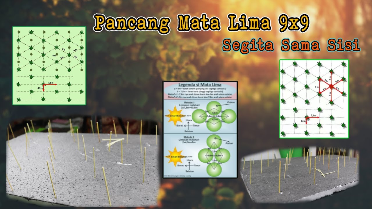 PANCANG SAWIT MATA LIMA 9x9