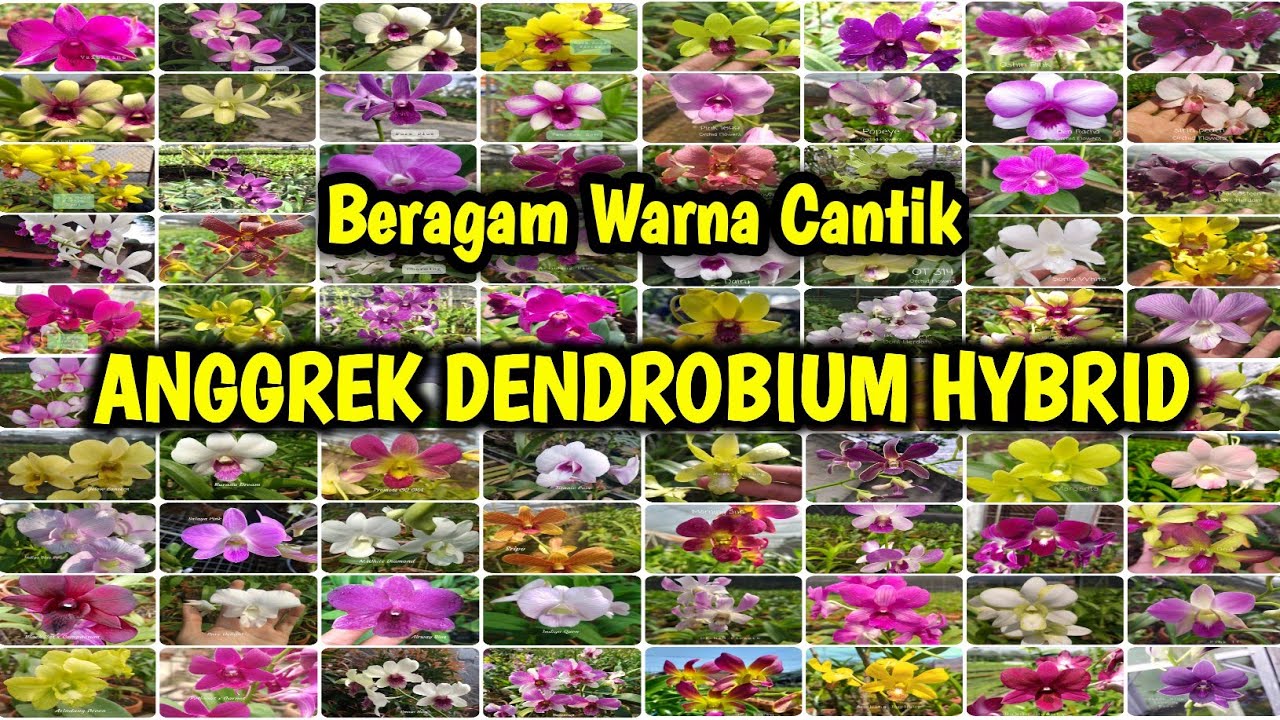 Nama ID Anggrek Dendrobium Hybrid Dan Beragam Warna Cantik ❤❤❤