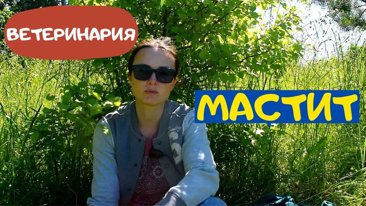 МАСТИТ. Что делать? Как быть? Козы, Коровы и другие молочные животные