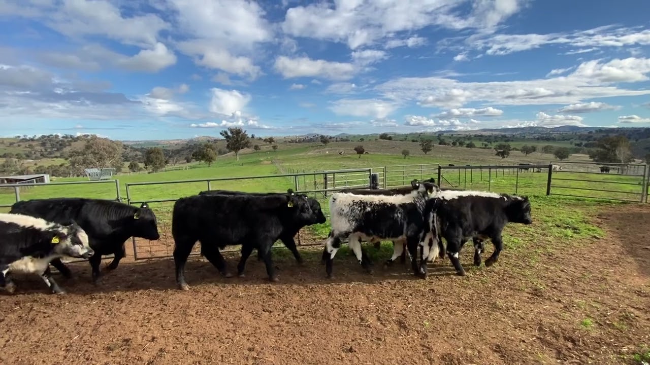 F1 Speckle Park X Angus Steer Calves