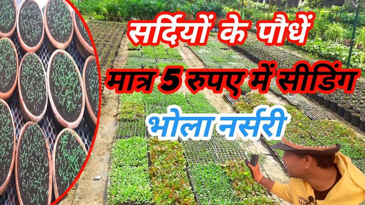 चलिये आज लखनऊ की सबसे बड़ी नर्सरी भोला नर्सरी की सैर करते है bhola nursery lucknow |भोला नर्सरी plant