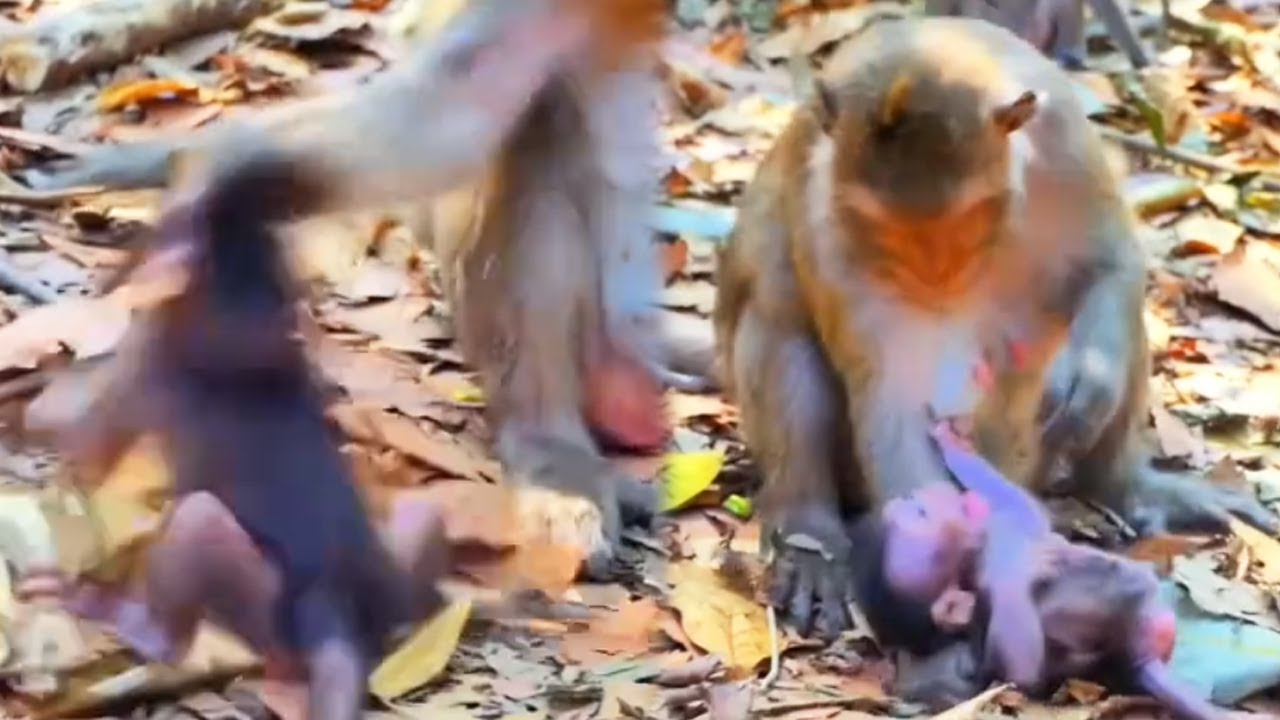 Poor baby monkey tried to suckle but was knocked down by his mother!
