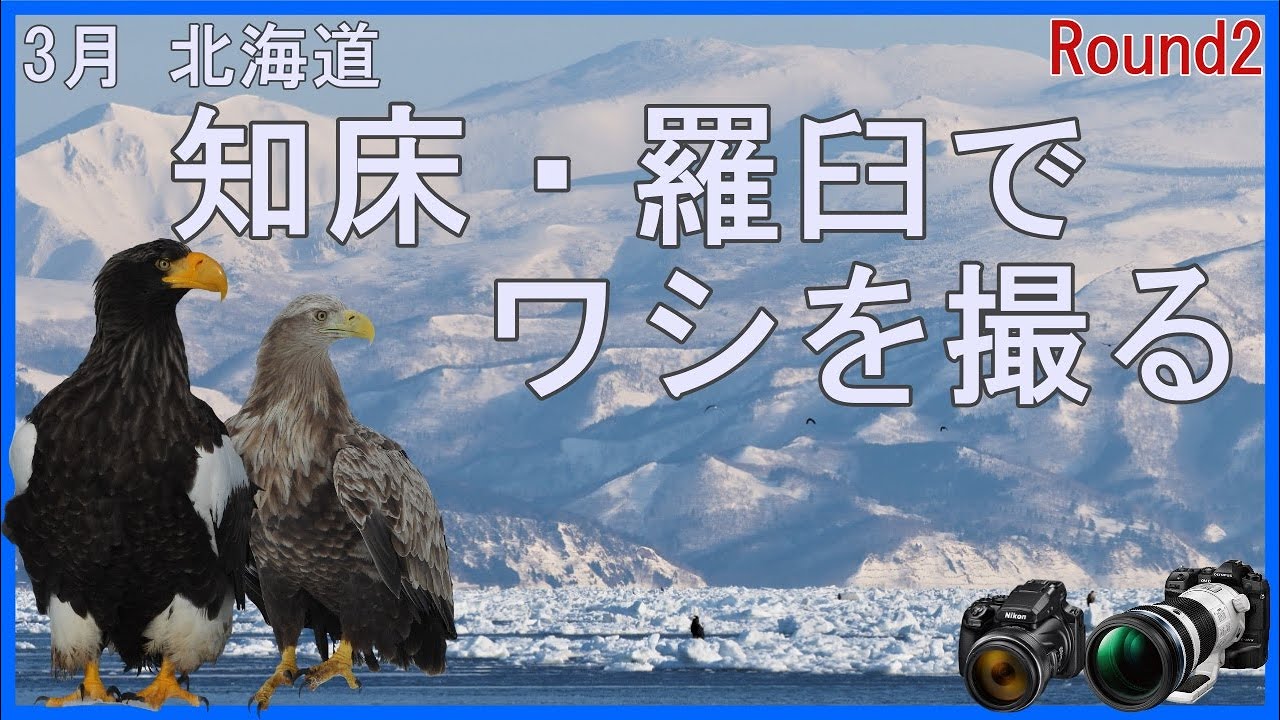3月 北海道 知床・羅臼でワシを撮る