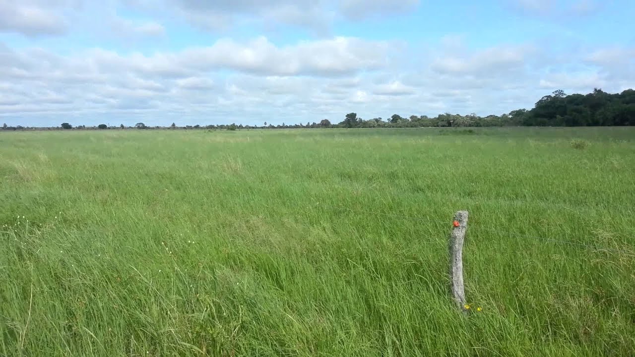 Control de Plagas para Pastos y Forrajes - TvAgro por Juan Gonzalo Angel