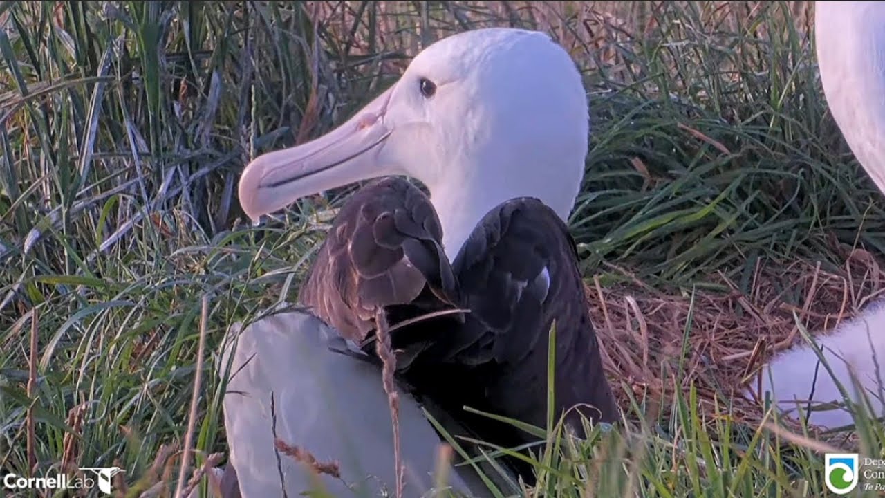 Royal Albatross - Moana (A55) the first RoyalCam chick is the guest star of WYL at Plateau tonight 💕