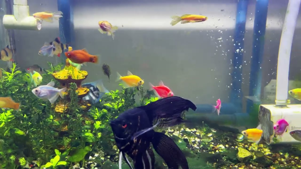 Healthy fishes ❤️ #freshwateraquarium #aquascape #fishtank #fishtok #freshwater #aquarium #fish