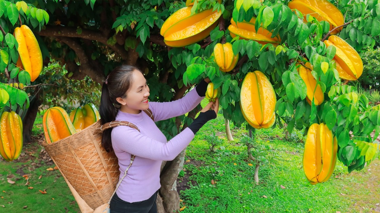 So Satisfying! Harvesting and Slicing Juicy Starfruits with Emma to Sell at the market