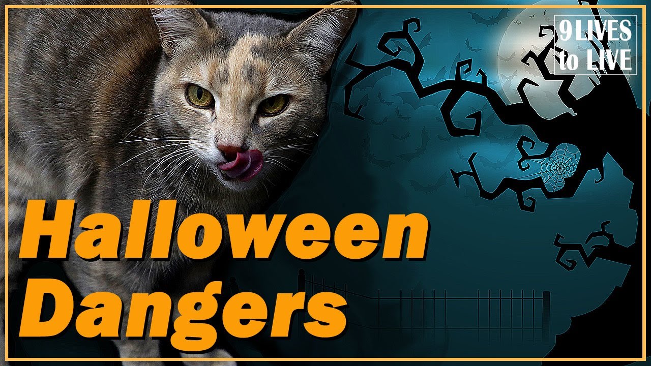 How to Keep Your Cat Safe on Halloween