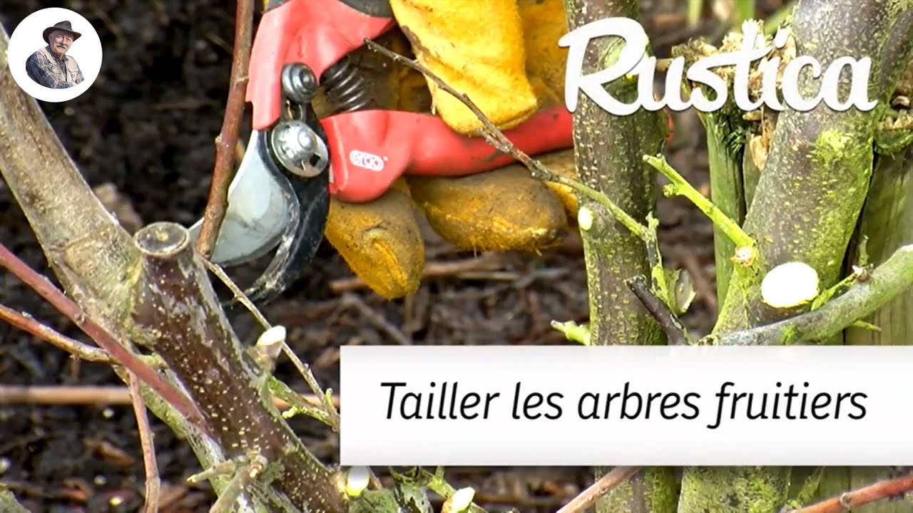 La taille des arbres fruitiers