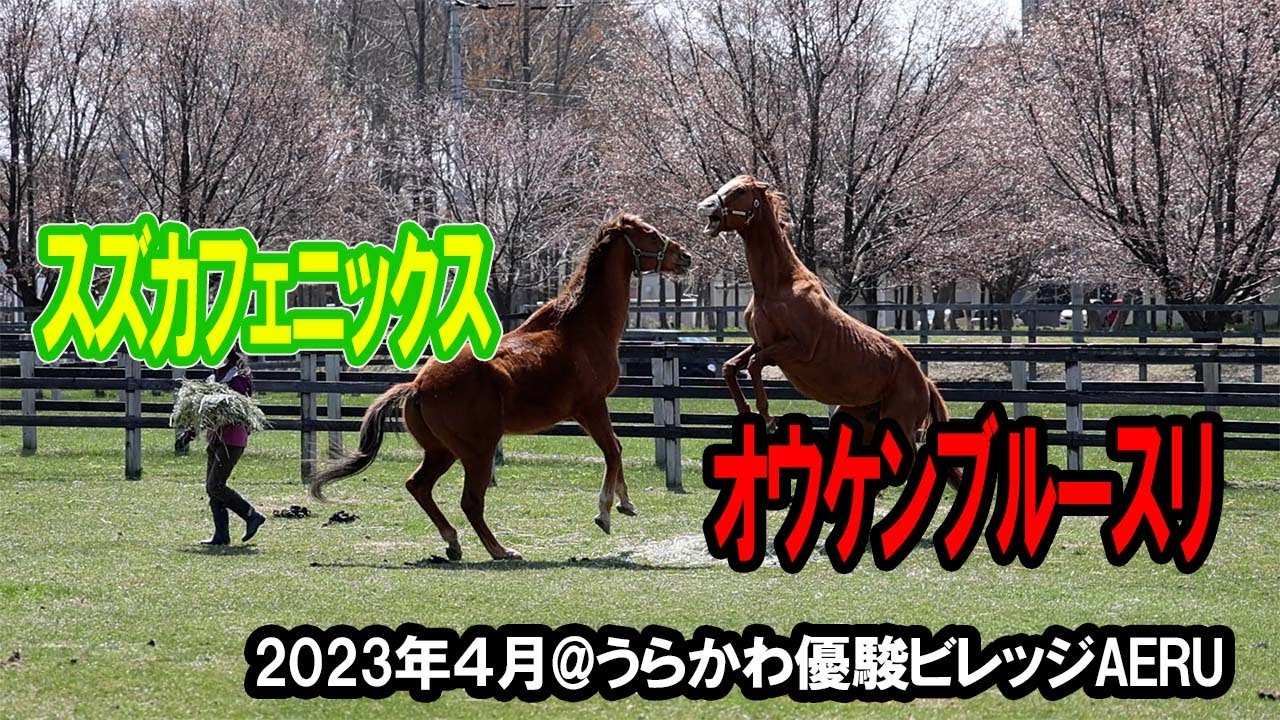 【AERU】オウケンブルースリ、スズカフェニックス　穏やかな春、小鳥のさえずりとともに【23年４月】