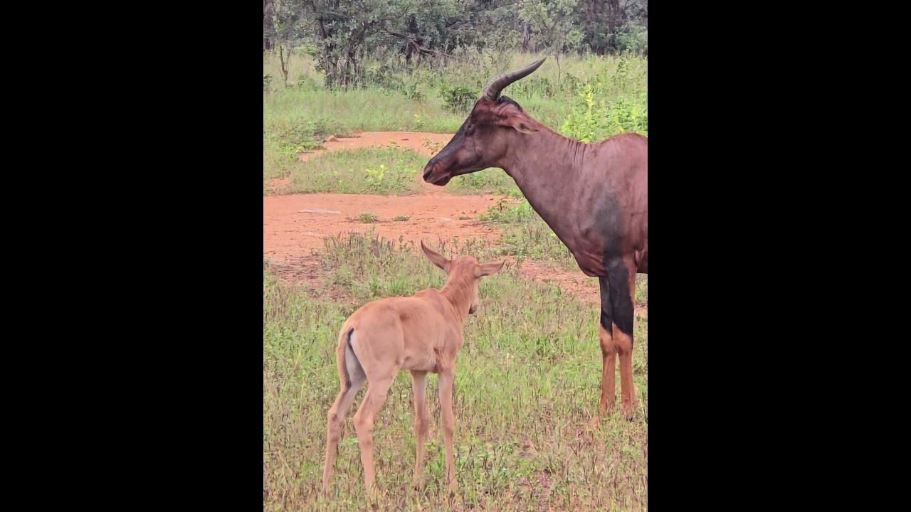 Tsessebe mom and calf &hearts;️ 🐾. #tsessebe #antelopes #antelope #wildlife