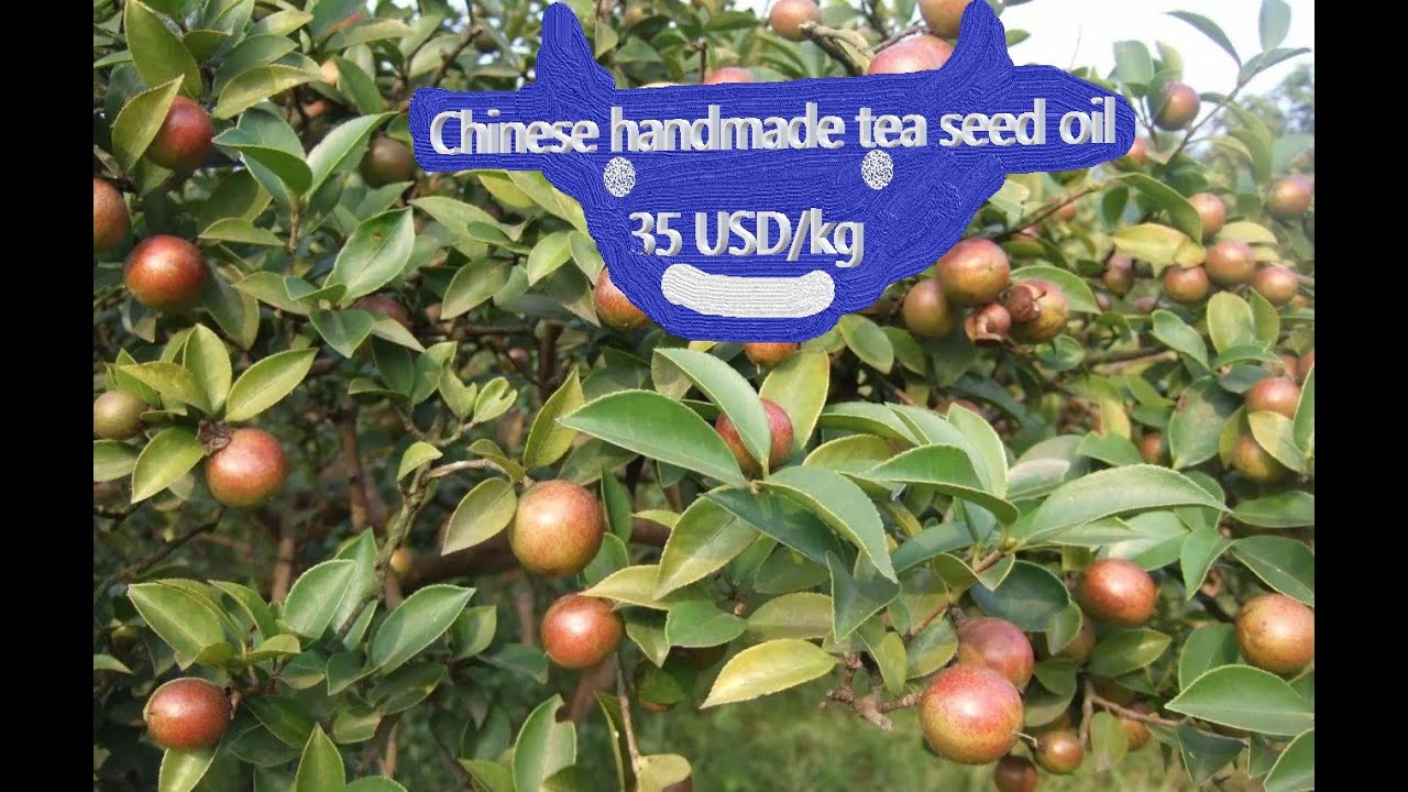 Chinese handmade tea seeds oil， Tell you how to manually press tea oil in China.