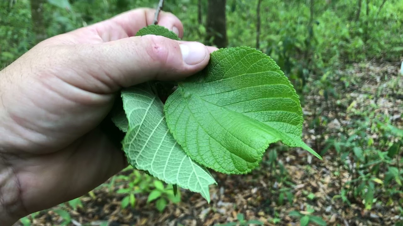Plant Profile: Red Mulberry (Morus Rubra)