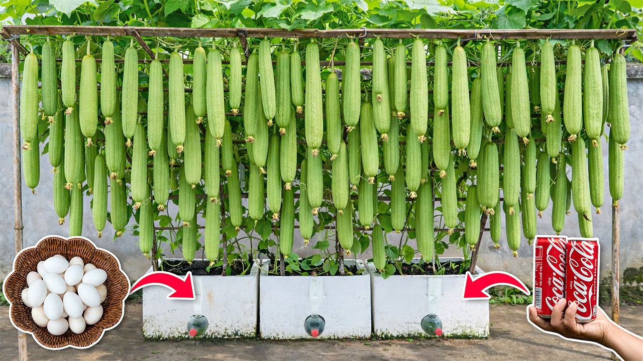 Anyone Can Grow Sponge Gourd At Home – Growing Sponge Gourd Using Eggs For Super Fruits