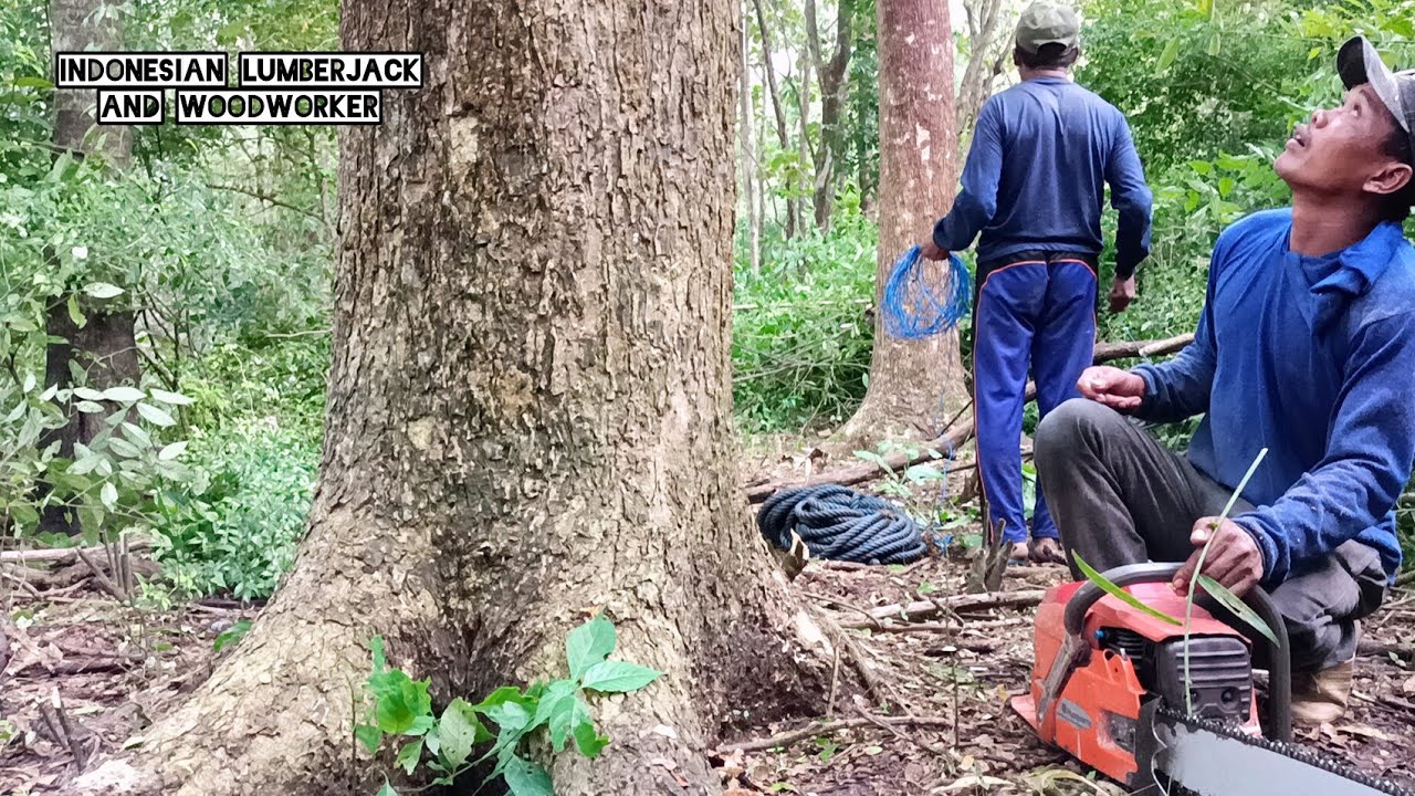 Running fast like being chased by the devil, 3 trees finished before it rained ! Husqvarna 3120xp.