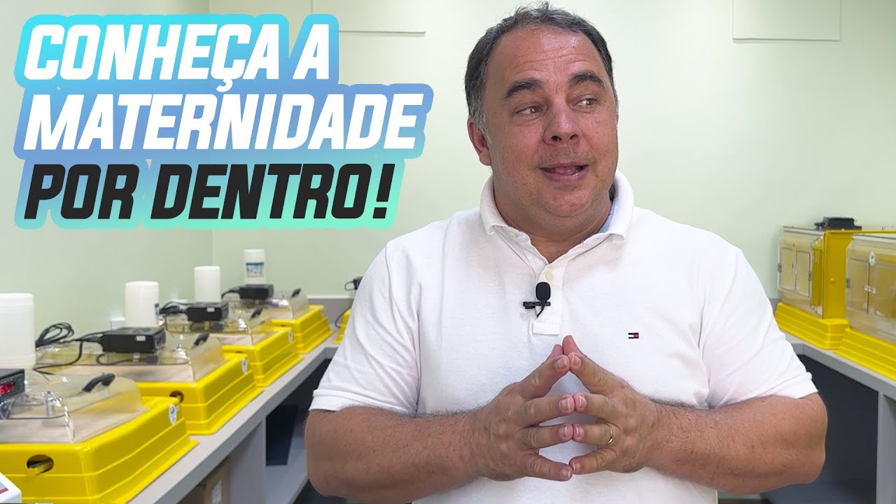 COMO FUNCIONA A MATERNIDADE NO CRIATÓRIO DO REI DAS AVES