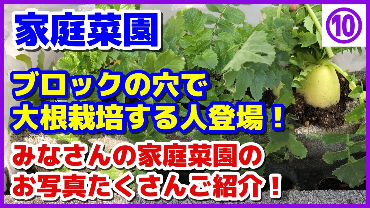 【みなさんの写真】凄い！ブロックの穴で大根を育てる！／家庭菜園／vol.10