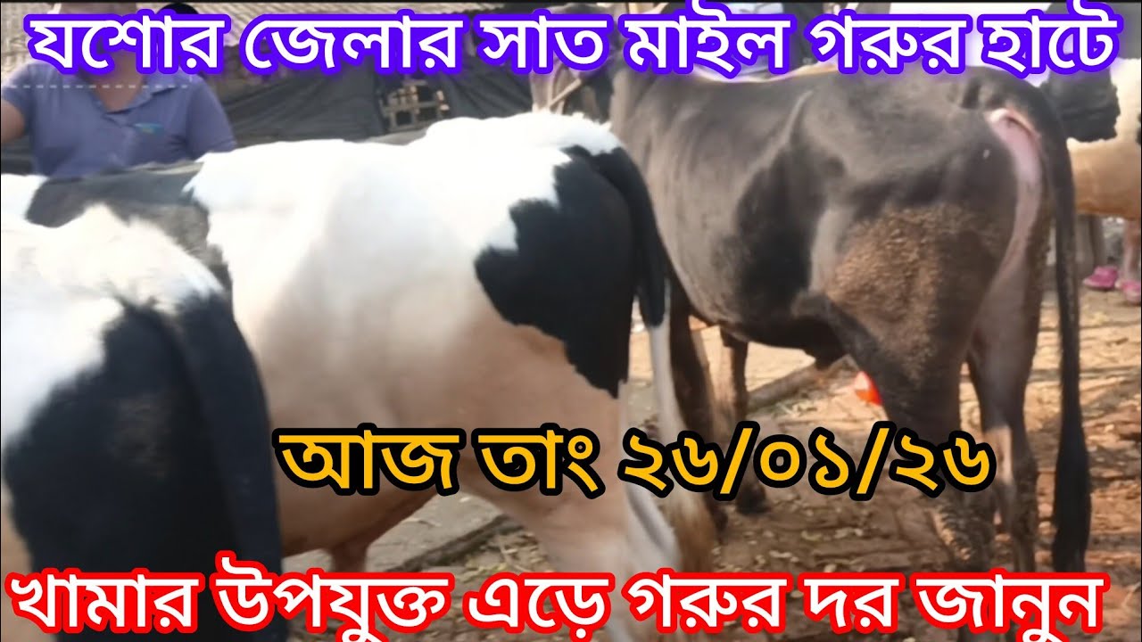 সাত মাইল গরুর হাট। যশোর জেলা শার্শা উপজেলার সাত মাইল গরুর হাটে ফ্রিজিয়ান গরুর দর কেমন?