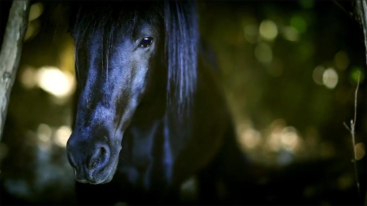 Il cavallino di Monterufoli - dalle origini ad oggi