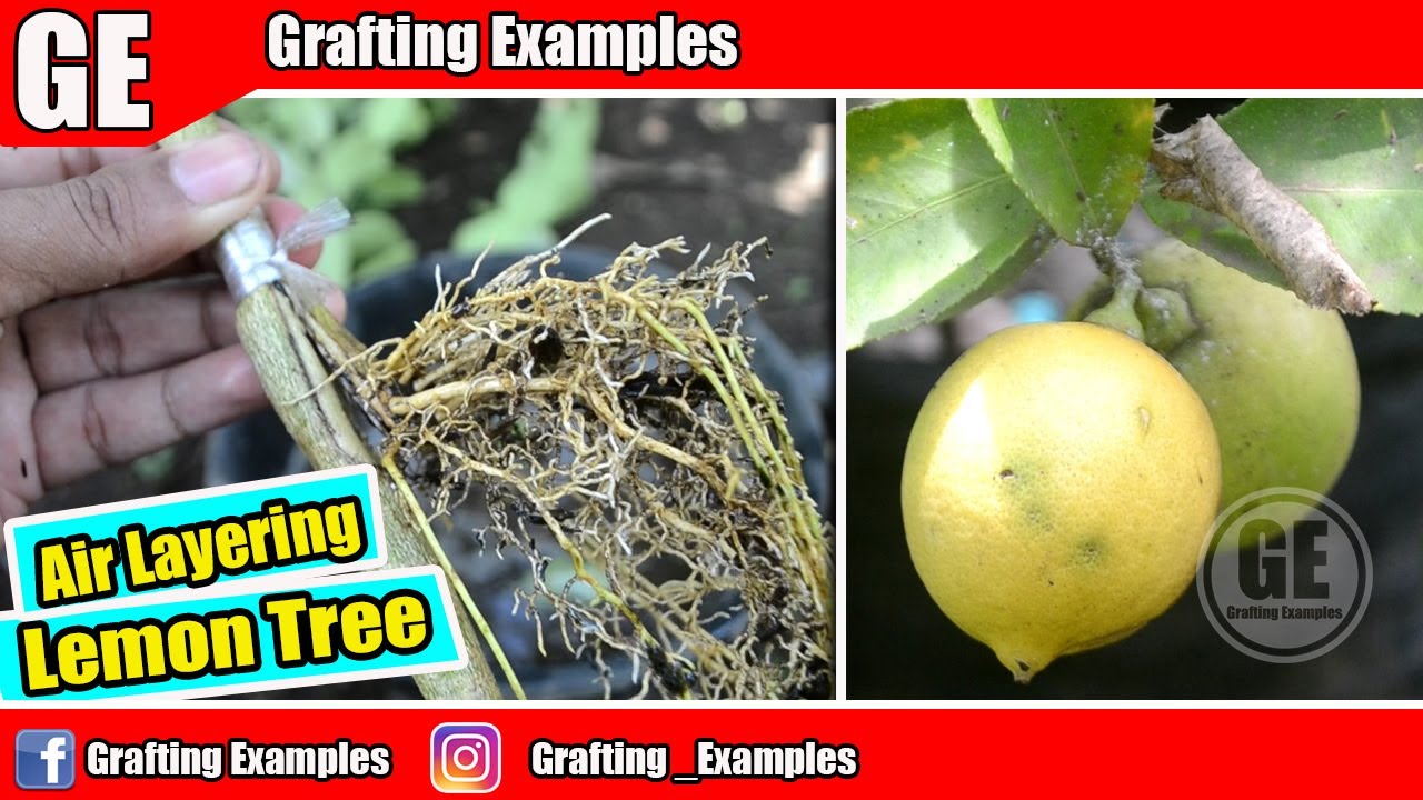 Air Layering Lemon Tree New Technique 100% Successfuly
