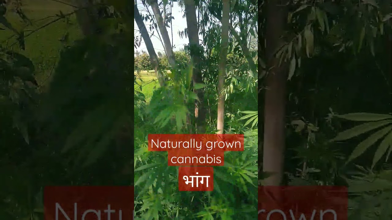 roadside cannabis in India 