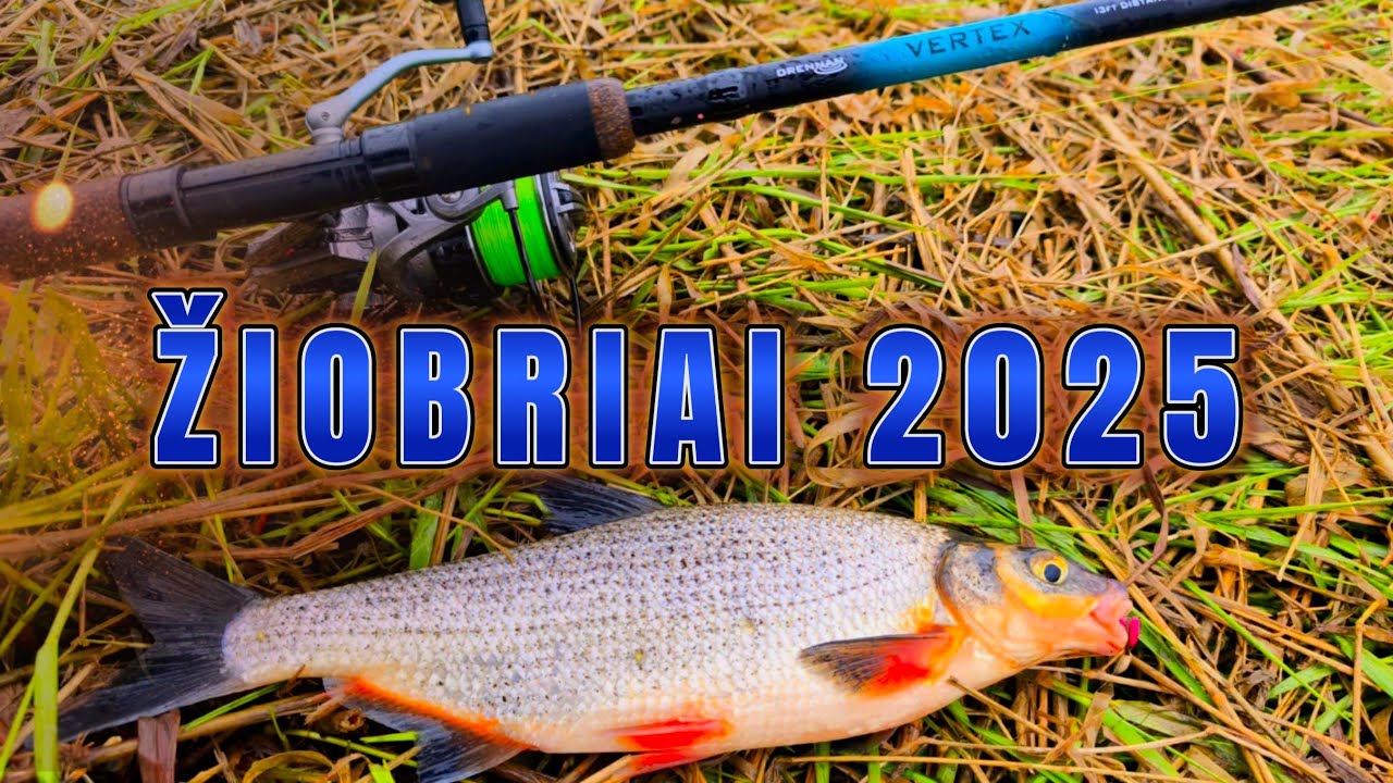 Žiobrių žvejyba 2025. Kaip paruošti žiobrį kepimui. Kepam žiobrius
